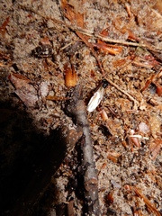 Camponotus pennsylvanicus