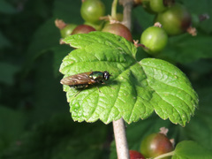 Chloromyia formosa
