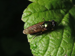 Chloromyia formosa