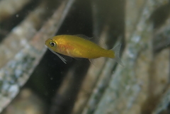 Spondyliosoma cantharus