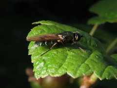 Chloromyia formosa