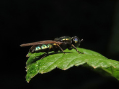 Chloromyia formosa