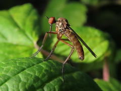 Empis livida
