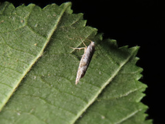 Argyresthia retinella