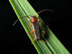Cantharis flavilabris