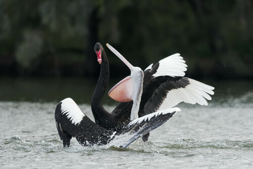 Cygne noir