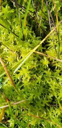 Sphagnum mirum