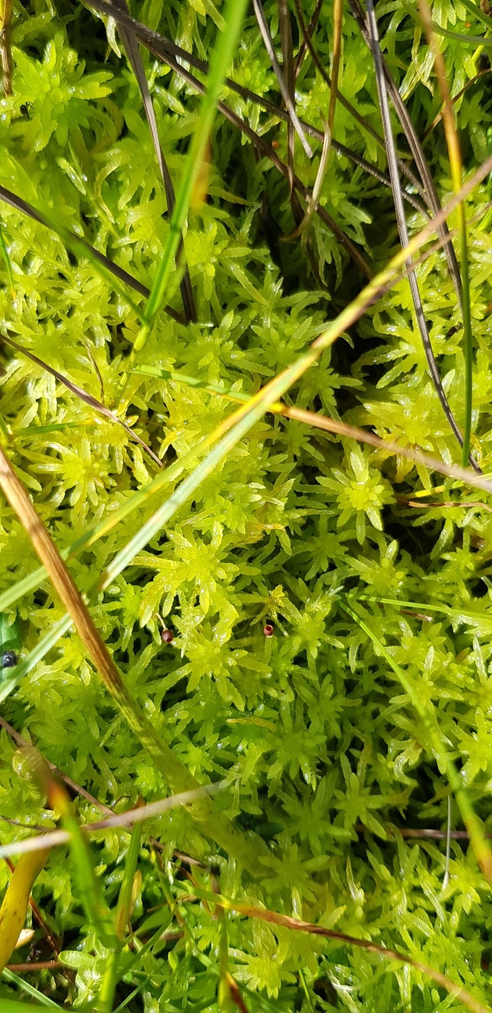 Sphagnum mirum