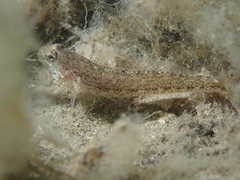 Gobius couchi