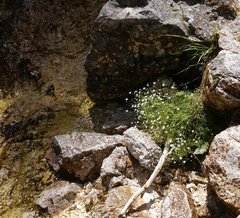 Heliosperma pusillum