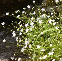 Heliosperma pusillum