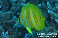 Chaetodon rainfordi