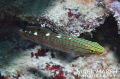 Koumansetta rainfordi