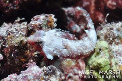 Synchiropus morrisoni