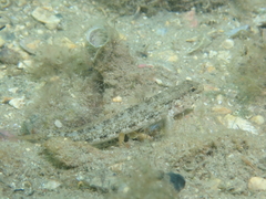 Gobius couchi