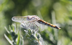 Sympetrum corruptum