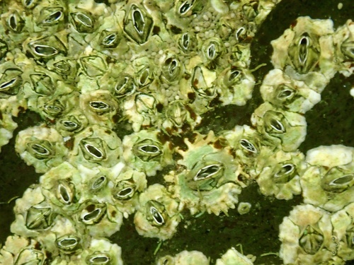 Beaked Barnacle, Oosterschelde, Zeeland, NL, photo 7 of 10