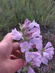 Penstemon eriantherus