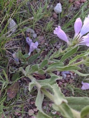 Penstemon eriantherus