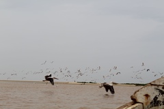 Pelecanus onocrotalus