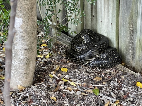 Diamond Python sighting