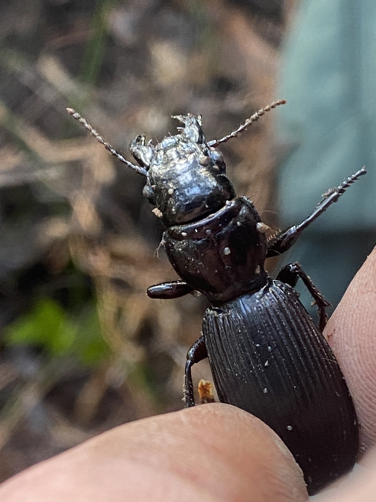 Pīroa Black Beetle