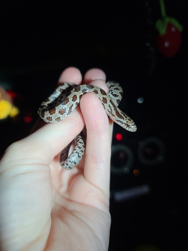 Prairie Kingsnake photographed in Kansas