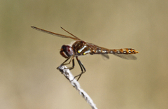 Sympetrum corruptum