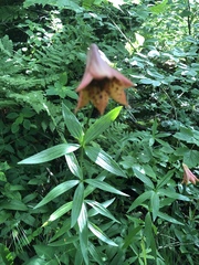Lilium grayi