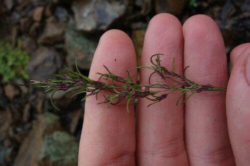Alpigene Bluegrass (Poa alpigena)