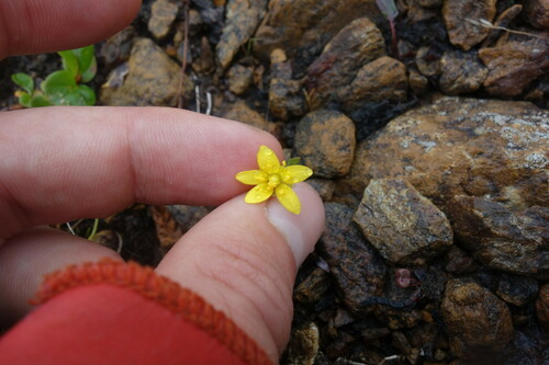 Image of Saxifraga hirculus by (c) Aleksei Baushev, some rights reserved (CC BY)