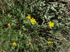 Heterotheca villosa minor