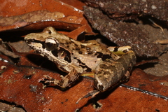 Victoria Grassland Frog photo 3