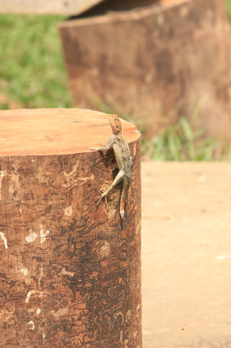 Lebreton’s Agama, Agama lebretoni