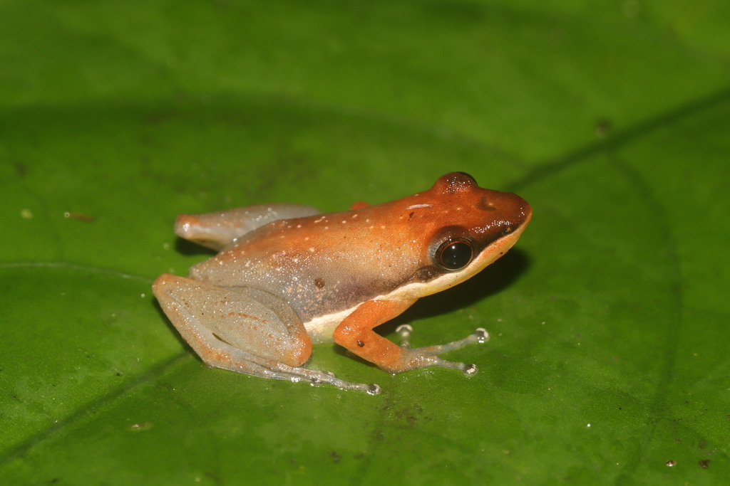 Ambrana Madagascar Frog