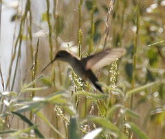 Selasphorus platycercus