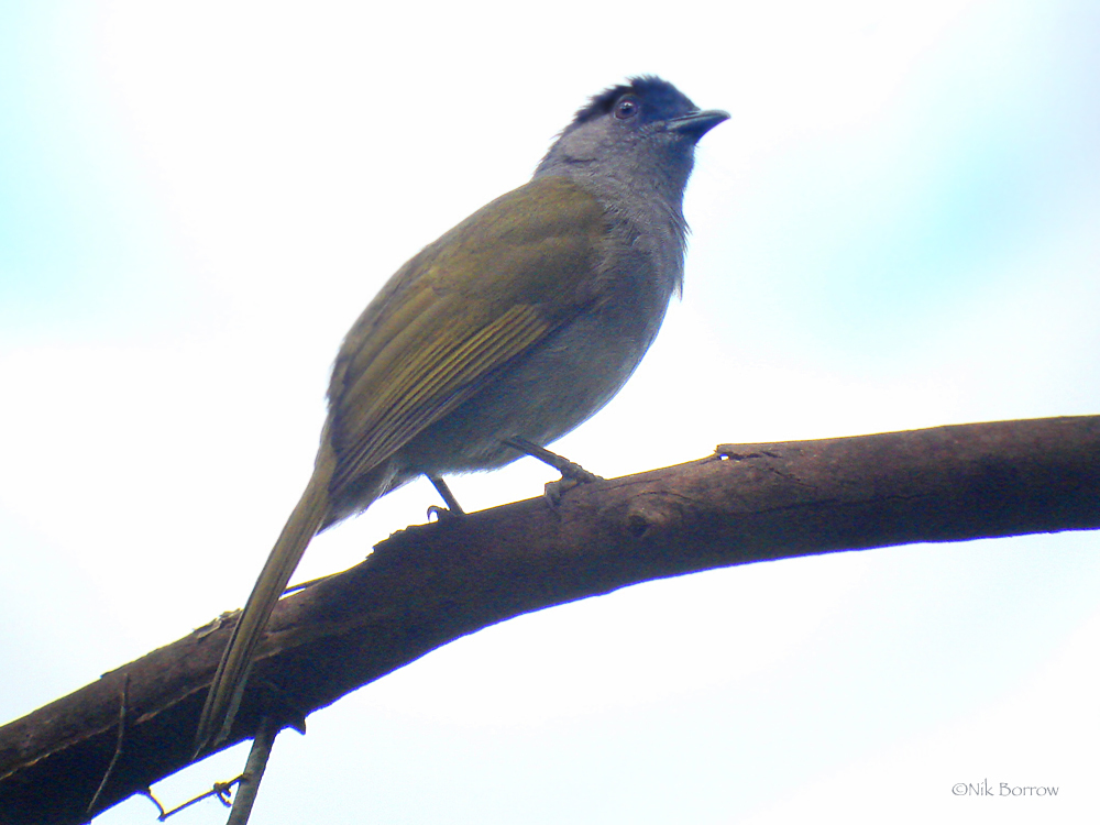 Uluguru Mountain Greenbul (Arizelocichla neumanni) photo