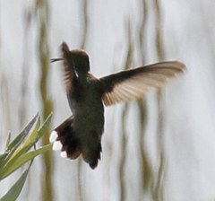 Selasphorus platycercus