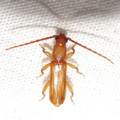 Smodicum cucujiforme
