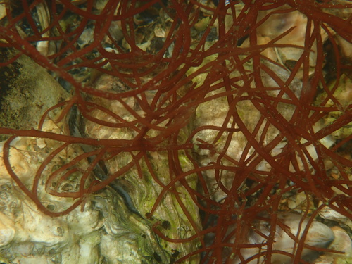 False Agardhiela (Gracilaria gracilis)