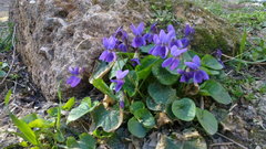 Viola odorata