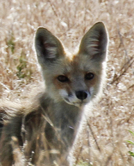 Vulpes vulpes