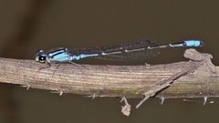 Acanthagrion lancea