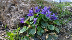 Viola odorata