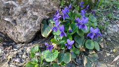 Viola odorata