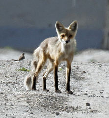 Vulpes vulpes