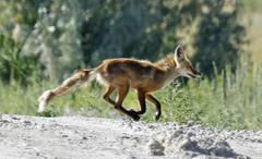 Vulpes vulpes
