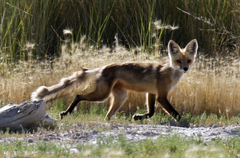 Vulpes vulpes