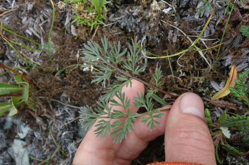 Image of Neogaya simplex by (c) Aleksei Baushev, some rights reserved (CC BY)