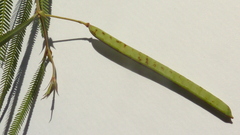 Chamaecrista flexuosa